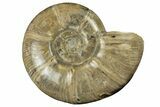 Polished Ammonite (Argonauticeras) Fossil - Madagascar #252767-1